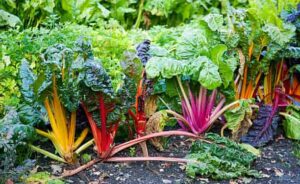 Swiss chard