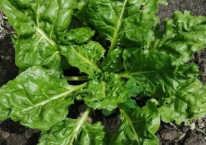 Turnip greens benefits