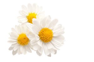 Chamomile benefits