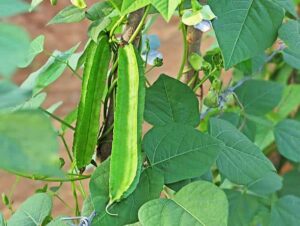 winged beans