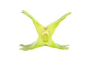 winged beans benefits