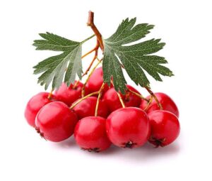 Hawthorn benefits