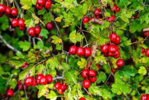 Hawthorn benefits