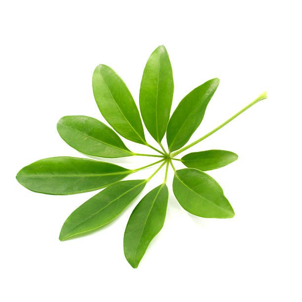 Green leaf