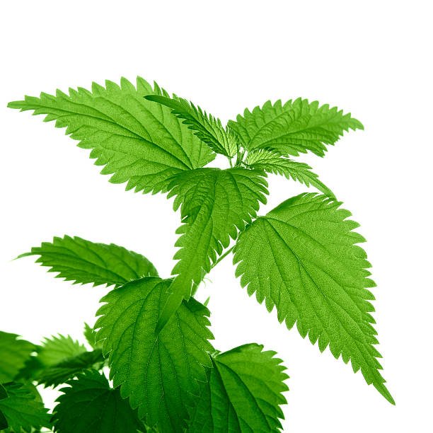Nettle