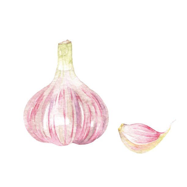 Garlic