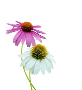 Echinacea purpurea
