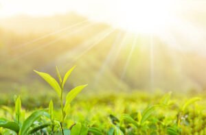 Top 5 Cholesterol-Lowering Plants