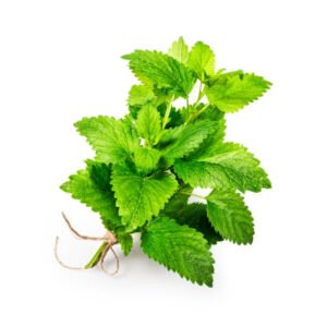 Lemon balm