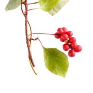 Schisandra