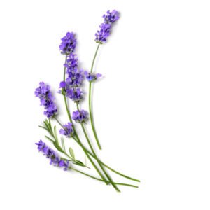 Lavender benefits