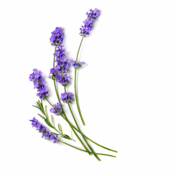 lavanda-min
