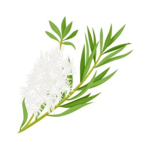 The Benefits of Tea Tree Oil for Acne-Prone Skin 