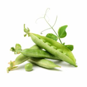 plants for meat protein replacement plants for meat protein replacement