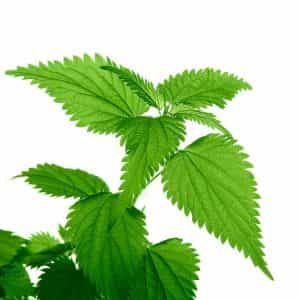 Nettle
