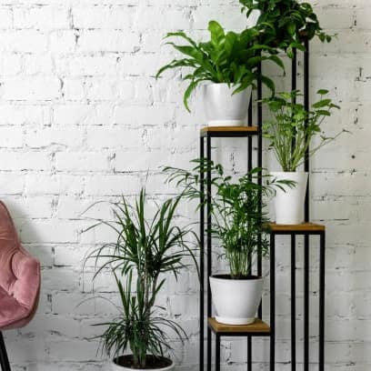 Indoor Plants for Air Purification-min