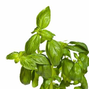 basil