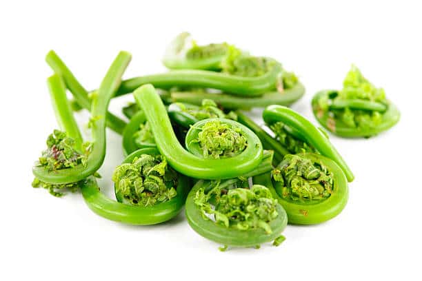 Fiddleheads