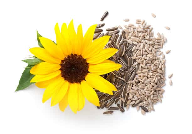 Sunflower seeds