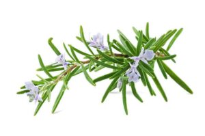 rosemary