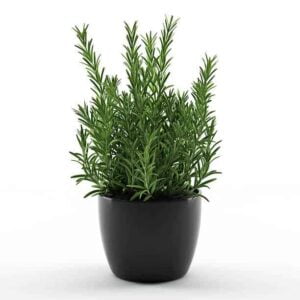 rosemary
