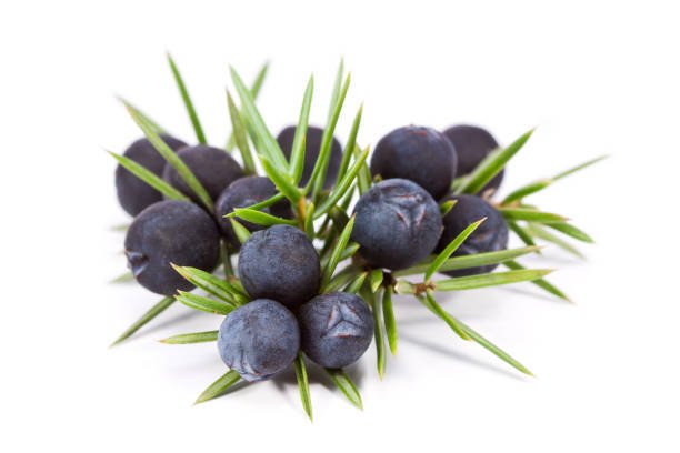 Juniper berries benefits