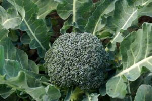 broccoli