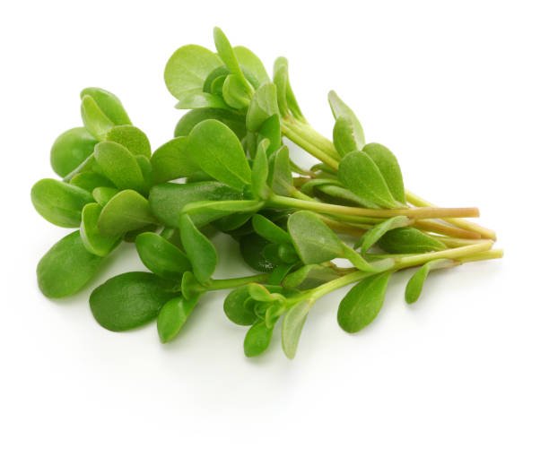 Purslane