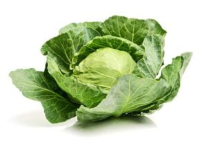Cabbage