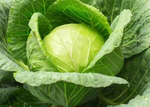 Cabbage