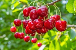 Cherries benefits