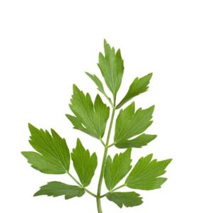 Lovage benefits