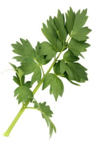 Lovage