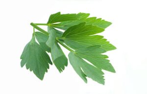 Lovage benefits
