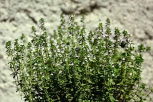 thyme benefits