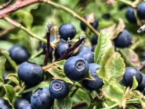 Blueberries nutrition