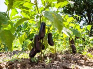 Eggplant nutrition
