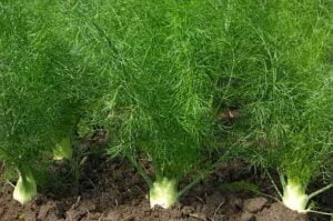 Fennel