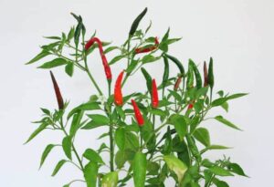 Hot pepper nutrition