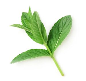 Mint nutrition