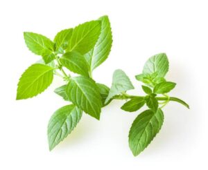 Mint benefits