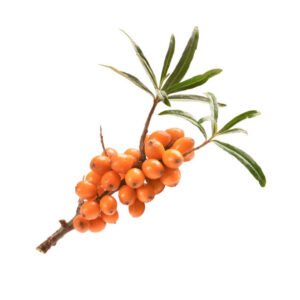 Sea buckthorn nutrition