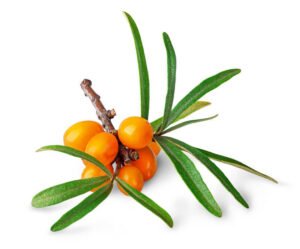 Sea buckthorn