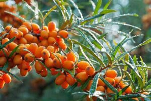 Sea buckthorn benefits