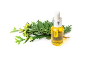 Cypress Essential Oil