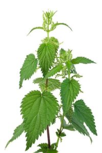 Nettle recipe