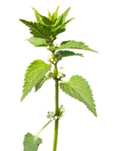 Nettles