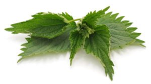 Nettles benefits