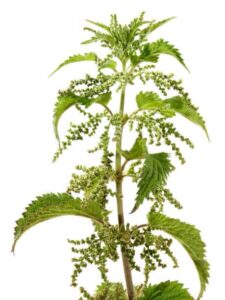 Nettles nutrition