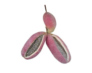 Akebia quinata